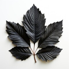 Wood Leaf Transparentphotorealistic Photorealistic, Hd , On White Background 