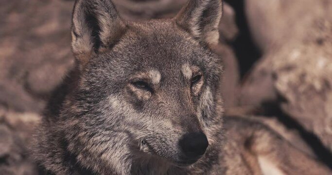 Grey Wolf predator outdoor in nature, wildlife animal (Canis lupus) 4K Video