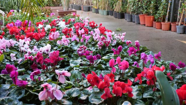 View of flowering Cyclamen in pots growing in a flower greenhouse at a horticultural market. Close-up image. High quality 4k footage