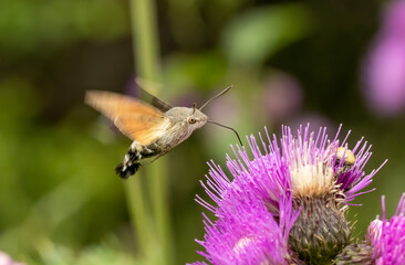 hummingbird hawk-moth (Macroglossum stellatarum) collect nectar from plant