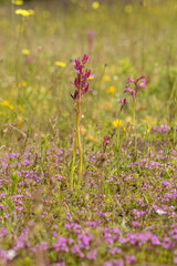 Fototapeta premium Pink Butterfly Orchid (Orchis papilionacea) in natural habitat