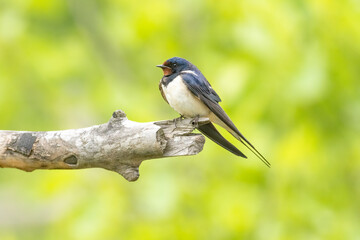 Barn Swallow perch on a stick