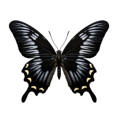 Black butterfly isolated on transparent background,transparency 