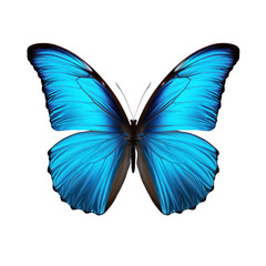 Blue butterfly isolated on transparent background,transparency 
