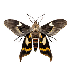 Five-spotted hawk moth,Beautiful moth isolated on transparent background,transparency 