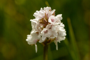 Frivald`s Orchid (Gymnadenia frivaldii) in natural habitat