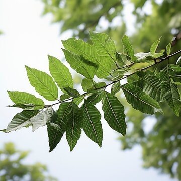 Azadirachta Indica Branch Neem Tree Leaves Natural, Hd , On White Background 