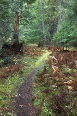 Walking trail through the woods.