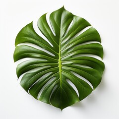 Dark Green Leaf Monstera Deliciosa , Hd , On White Background 