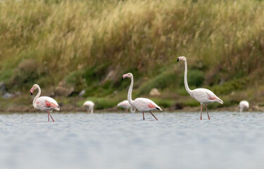 Greater flamingo`s flock in national park in Greece