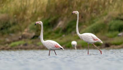 Greater flamingo`s flock in national park in Greece