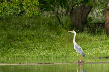 Grey Heron (Ardea cinerea) in natural habitat