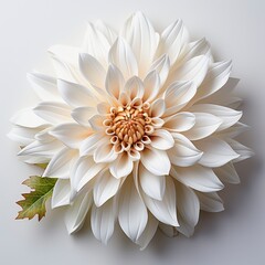 Flower With White Center That Says Chrysanthemum , Hd , On White Background 