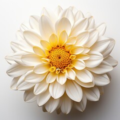 Flower With White Petals Yellow Center Yellow , Hd , On White Background 