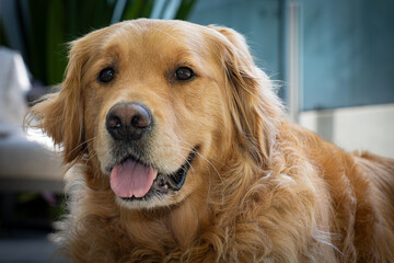 A golden retriever posing for the camera.