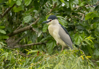 Black-crowned Night Heron in breeding colony