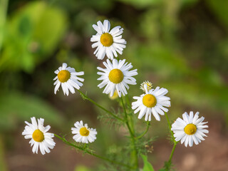 White and yellow daisy flowers on a green blurred background.