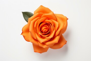 Overhead view of orange rose on white, ideal for symbolizing Valentine's Day. Generative AI