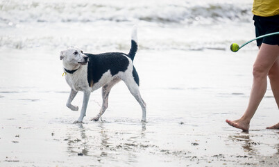 Dog eagerly waiting for its owner to throw the ball with the ball launcher. Summer in Auckland...