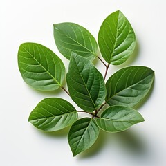 Obraz premium Leaves Isolated Transparent , Hd , On White Background 