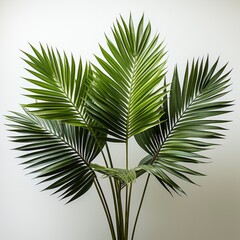 Minimal Palm Leavesphotorealistic Photorealistic D, Hd , On White Background 