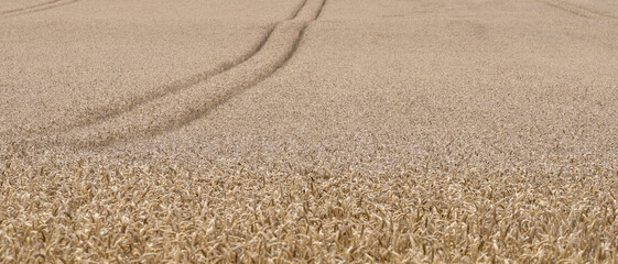 abstract image of ripening wheat in the field