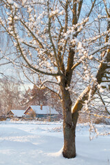 Fototapeta premium snowy winter rural landscape at sunset