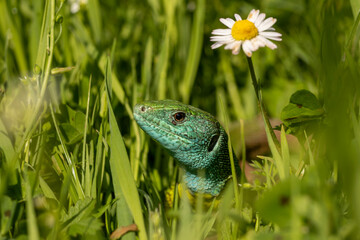 Green Lizard (Lacerta viridis) in grass in spring months