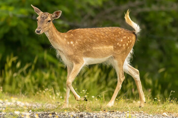 Female European fallow deer (Dama dama) walking