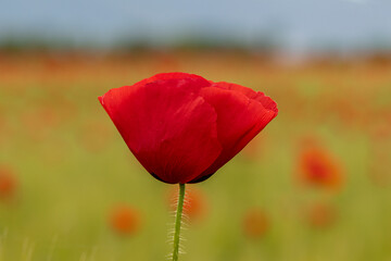 Poppy field at sunset
