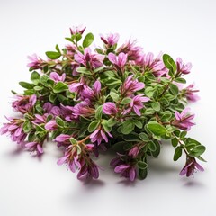 Thyme Sprig With Flowers Leaves White Background , Hd , On White Background 