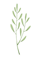 Watercolor Leaves Illustration