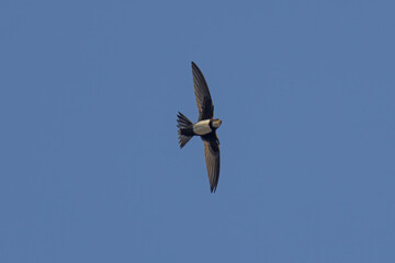 Alpine swift bird in flight
