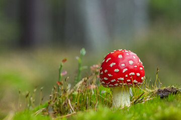 The Fly Agaric - Amanita muscaria