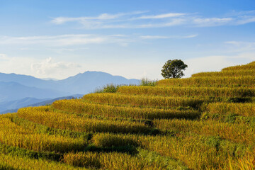 Obraz premium Beautiful greenery view of rice terrace in Chiangmai, north of Thailand