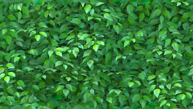 Hedge leaf texture LOOP TILE. This natural hedge 3D animation of leaves is loopable and tileable and can create an infinite seamless green ivy hedge park wall background texture.