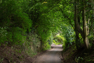Fototapeta na wymiar narrow lane running through a dense forest, near Brough, Cumbria, UK