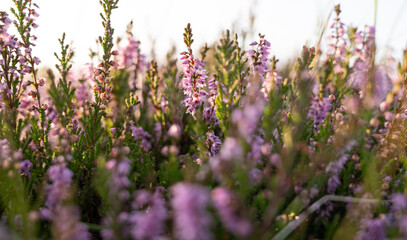 close-up of heather flowers on a heather moorland, North Pennines Area of Outstanding Natural Beauty (ANOB), near Stanhope, Durham, UK