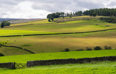 looking out over walled pastures, in the North Pennines Area of Outstanding Natural Beauty (ANOB), near Stanhope, Durham, UK