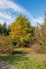 Fototapeta premium Tharandt - Forstbotanischer Garten - Indian Summer