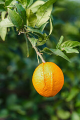 Mandarynki w sadzie. Zbiory mandarynek. Plantacja mandarynek w Chorwacji. Zielone mandarynki. Świąteczne owoce. Owoce mandarynki na drzewach. Sad w Chorwacji. Chorwackie sady z mandarynkami