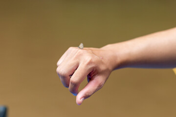 Select focus, the hand with small butterfly on the hand of a male tourist trekking Feel refreshed and relaxed in the natural forest.