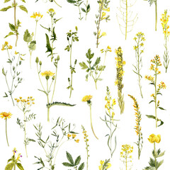watercolor seamless pattern with drawing plants and yellow flowers at white background, natural ornament, hand drawn botanical illustration