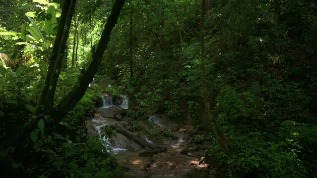 Nature landscape in rainforest with small cascade which water flows through the rocks surrounded by green plants under moning sunlight. Phang Nga Province. Thailand.