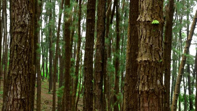 Pine tree in deep a forest