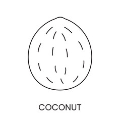 Coconut line icon in vector, nut illustration