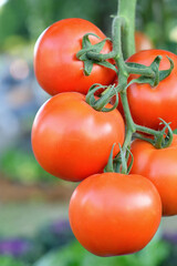Fresh bunch of red natural tomatoes on a branch in the garden