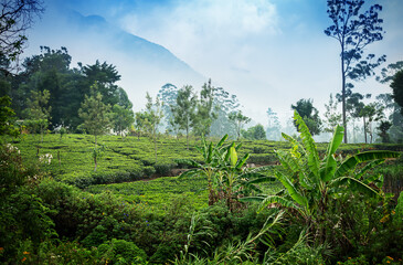 Tea plantation in Sri Lanka. Beautiful landscape