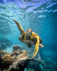 Fotobehang turtle waving © Dominic