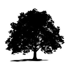 black tree isolated on white